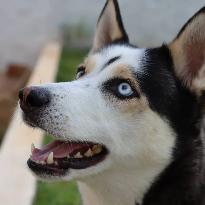 A Megan, uma husky preta e branca de olhos azuis, olhando para cima com a boca aberta.