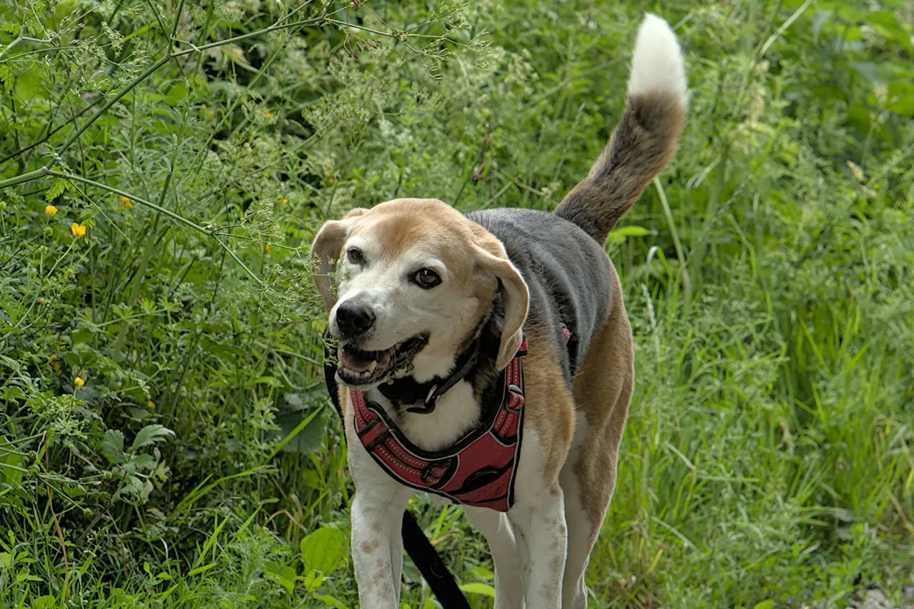 Beagle de focinho grisalho e peitoral vermelho, de boca aberta e rabo para cima, andando entre o mato com a guia preta frouxa.