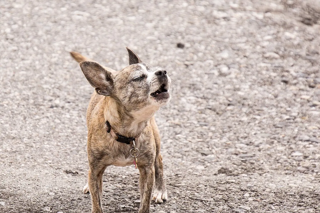 Chihuahua tigrado de focinho grisalho e coleira com plaquinhas, parado num chão de cascalho, de cabeça erguida e boca aberta, latindo.