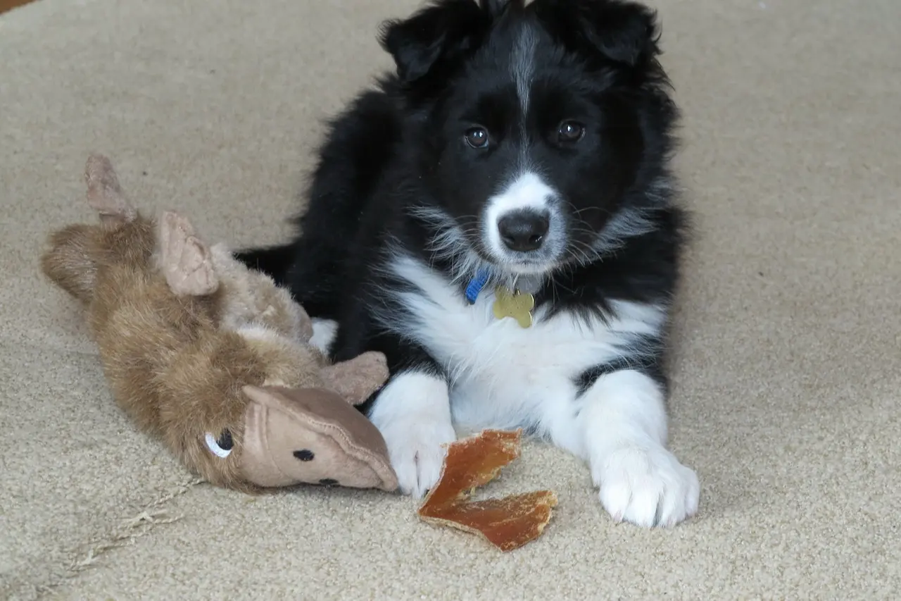 Filhote de border collie preto e branco deitado num tapete bege, olhando para a câmera, ao lado de um brinquedo de pelúcia marrom.