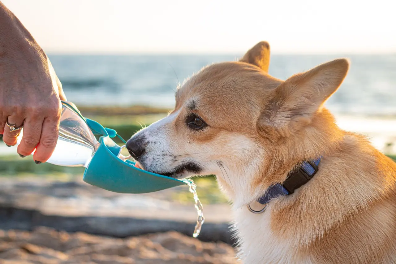 Corgi bebendo água de um bebedouro portátil azul que uma mão segura, num dia de sol na praia.