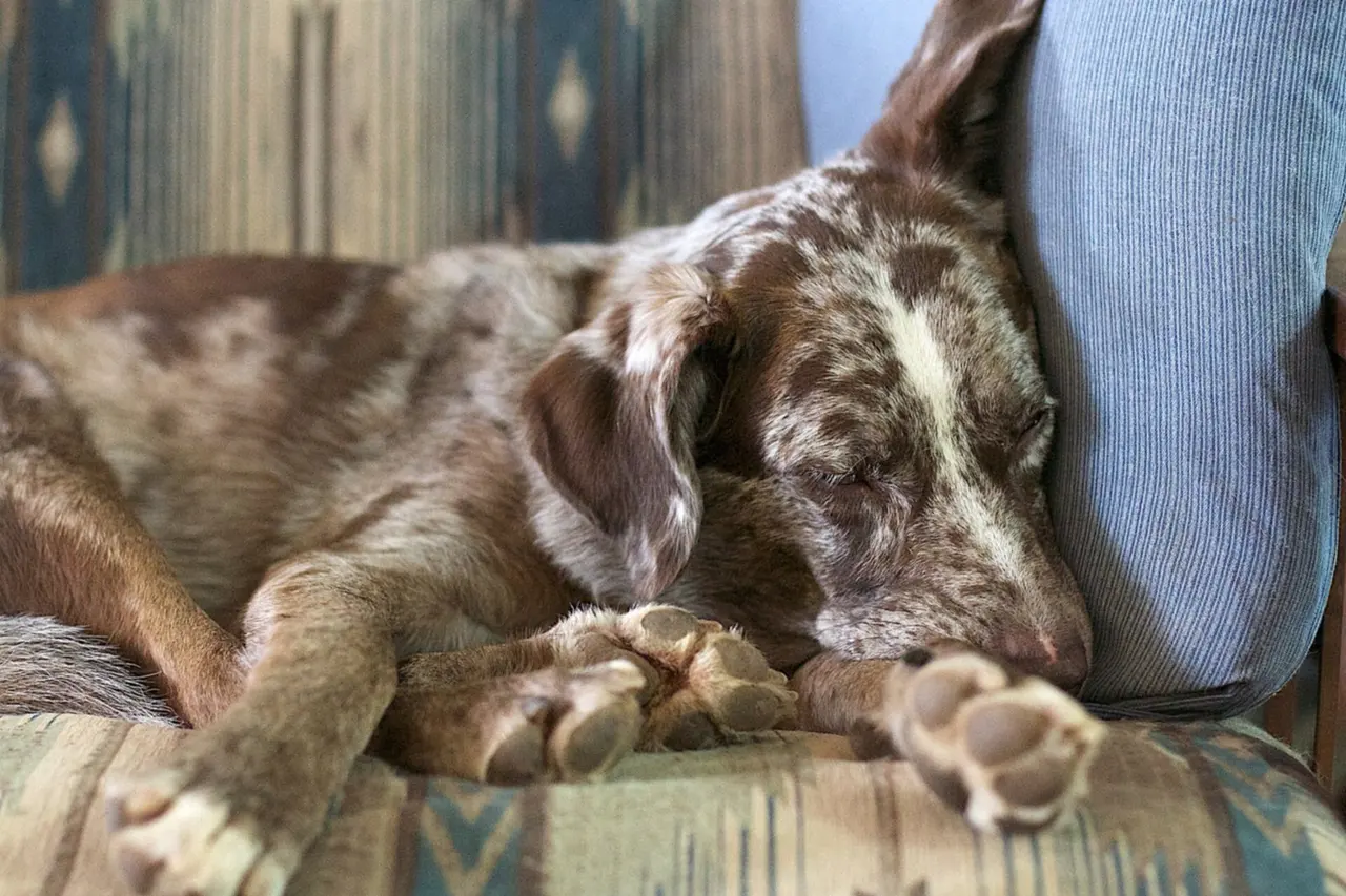 Cachorro marrom malhado dormindo enrolado numa poltrona estofada, com a cabeça apoiada numa almofada azul.