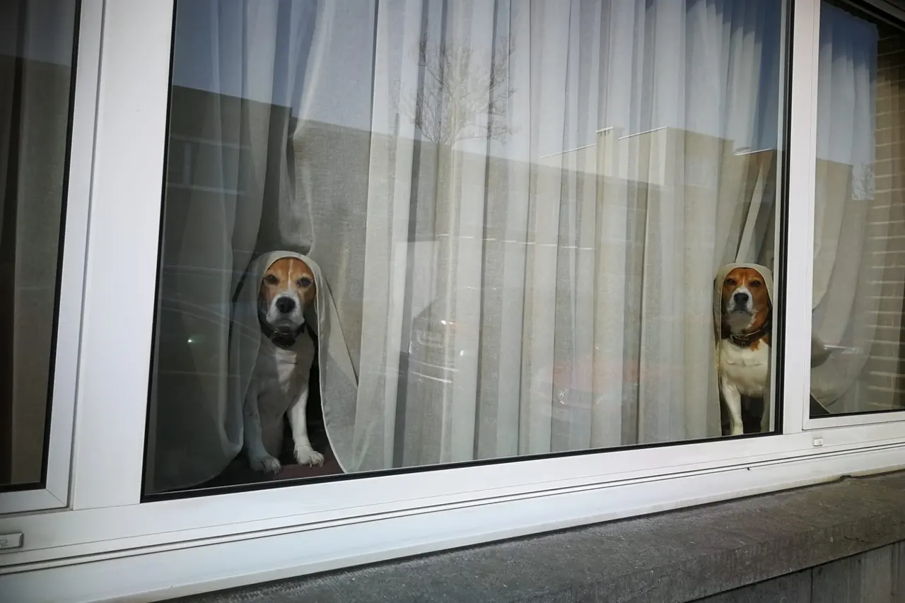 Dois beagles atrás de uma cortina fina, sentados junto ao vidro de uma janela, olhando para a rua.