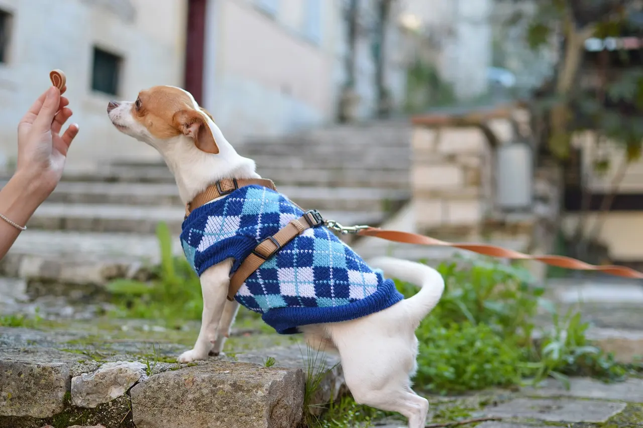 Chihuahua branco e caramelo, de blusa azul de losangos e peitoral marrom preso à guia, com as patas da frente num degrau de pedra, olha para a mão erguida de uma pessoa à frente dele.