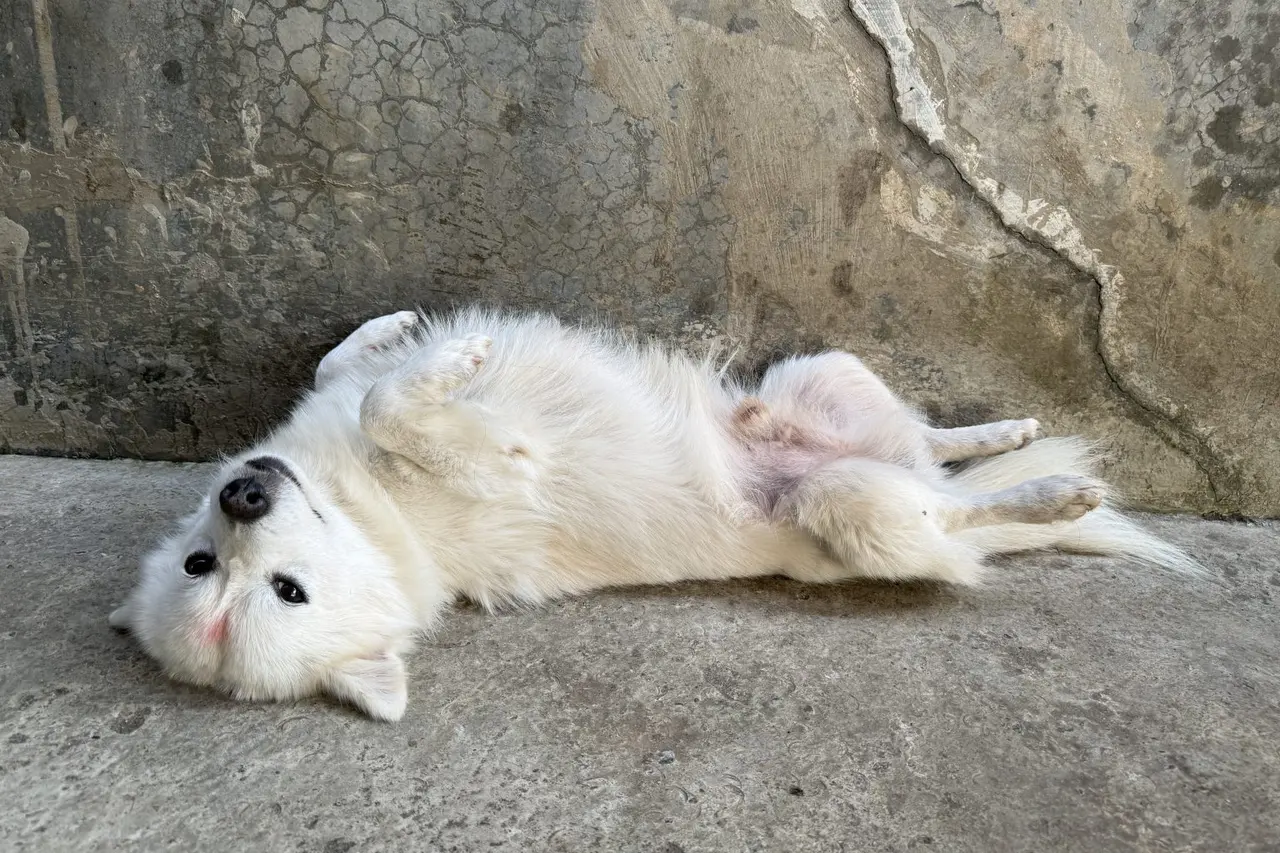Cachorro branco de pelo comprido deitado de barriga para cima, com as patas dobradas, olhando para a câmera.