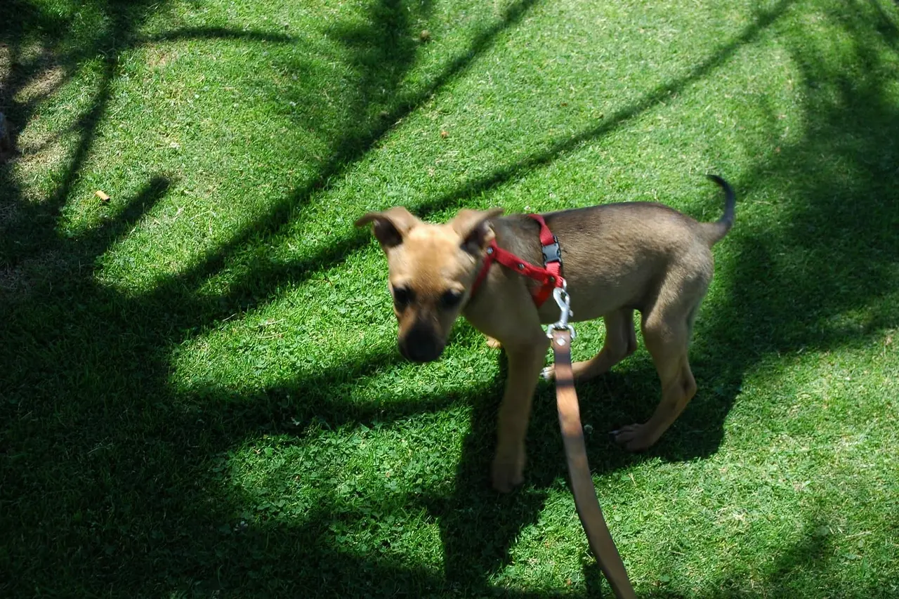 Filhote caramelo de peitoral vermelho em pé na grama, com a guia presa no peitoral.