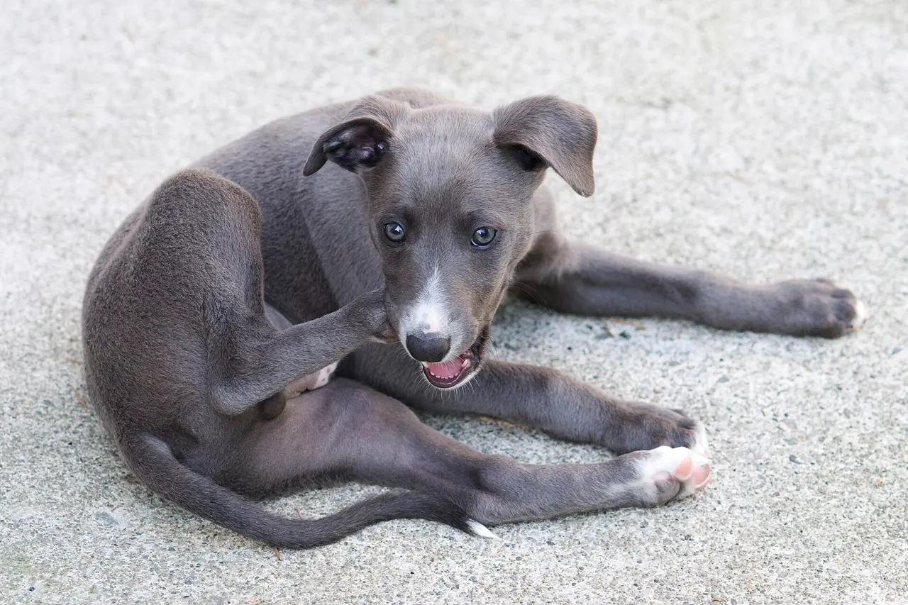 Filhote de whippet cinza deitado no chão, com a boca aberta encostada na própria pata.