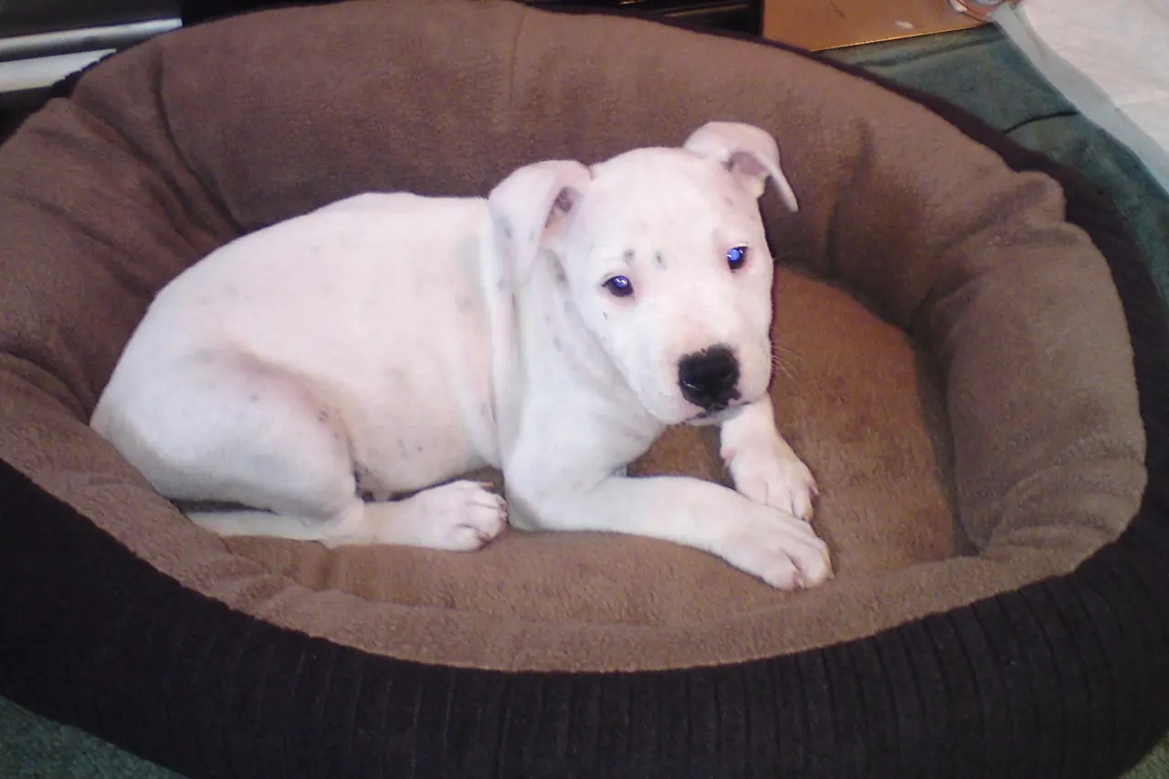 Filhote branco de staffordshire bull terrier deitado acordado numa caminha redonda e fofa, marrom por dentro.