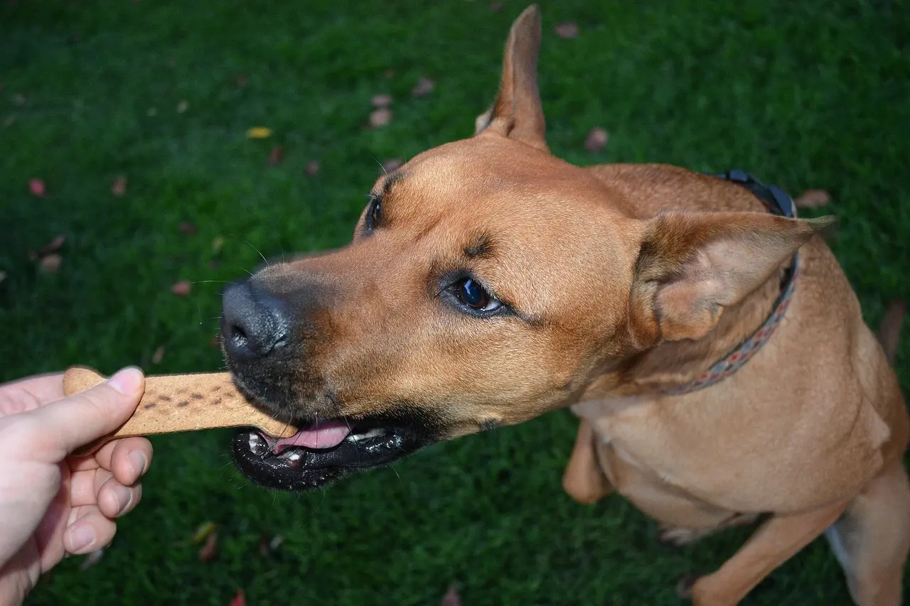 Cachorro caramelo de orelhas em pé, sentado na grama com uma coleira lisa de tecido, pega da mão de uma pessoa um biscoito em forma de osso.