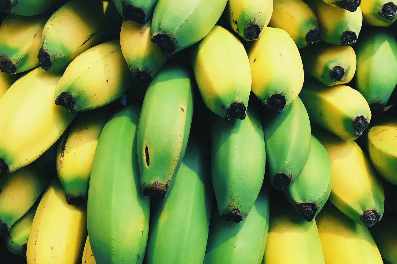Penca de bananas vista de perto, umas ainda verdes e outras já amarelas, com as pontas escuras.