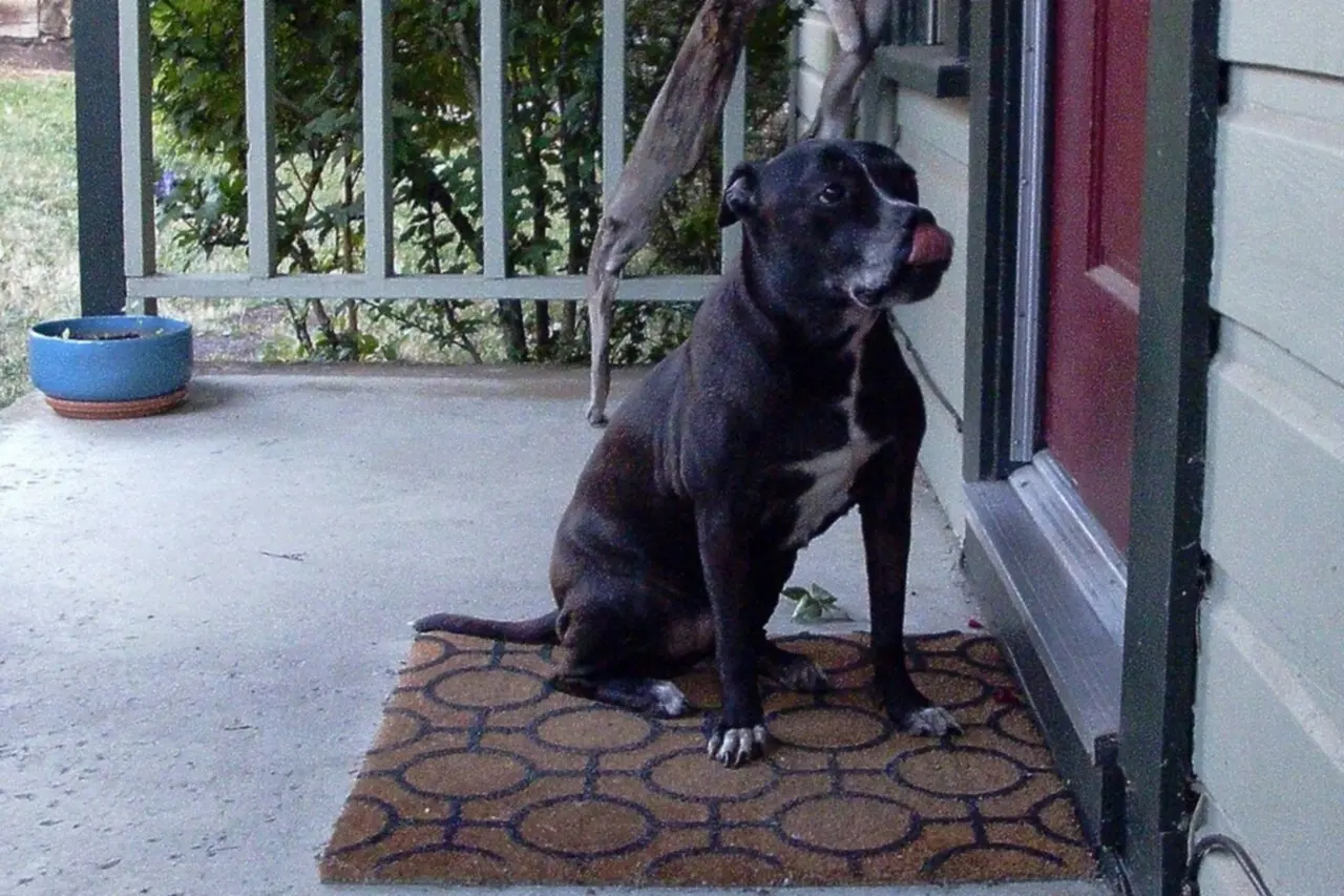 Cachorro preto sentado no tapete da entrada, ao lado da porta vermelha da casa.