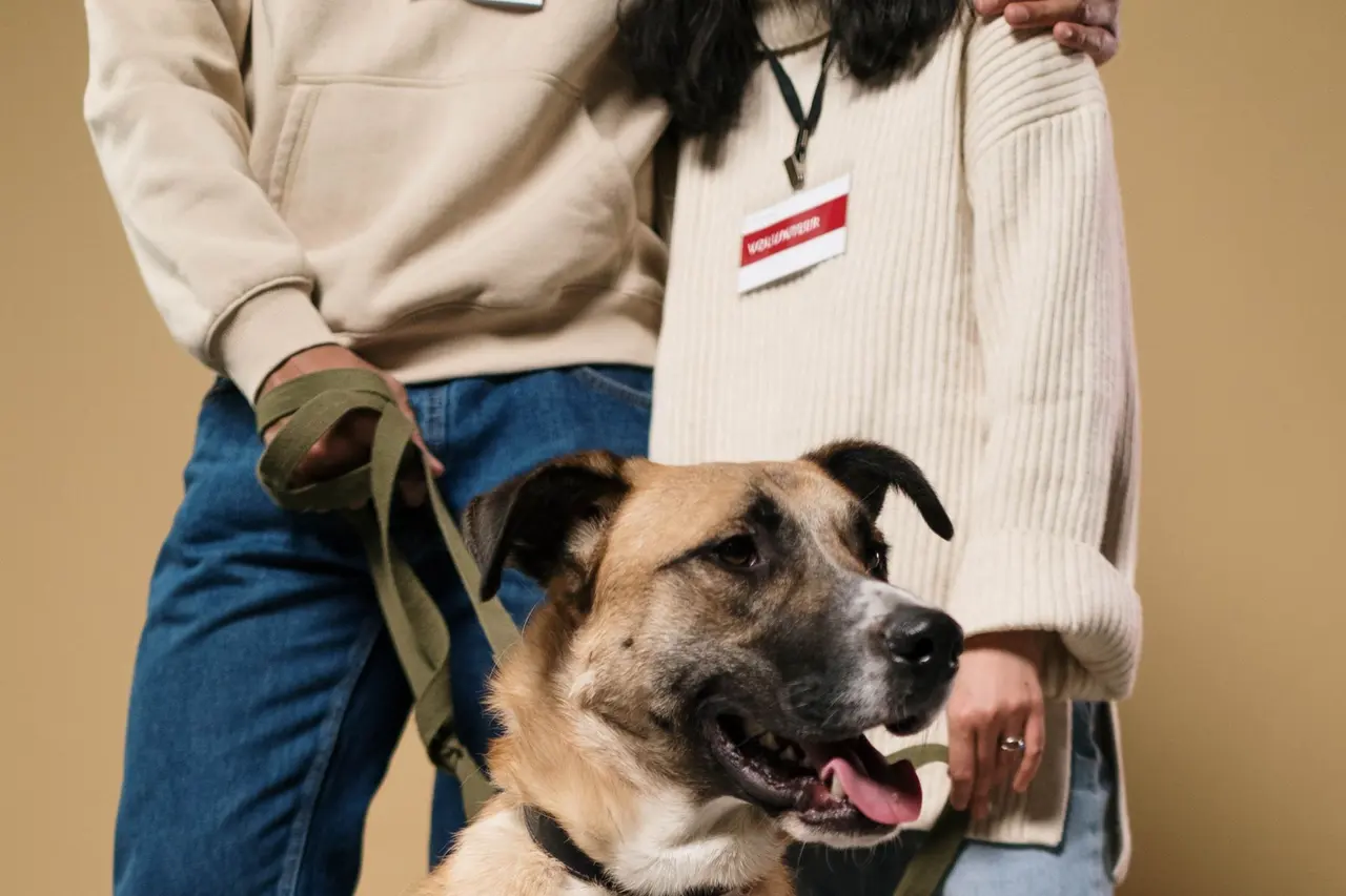 Cachorro grande, caramelo com o focinho escuro, sentado de coleira entre duas pessoas de jeans, uma delas segurando a guia.