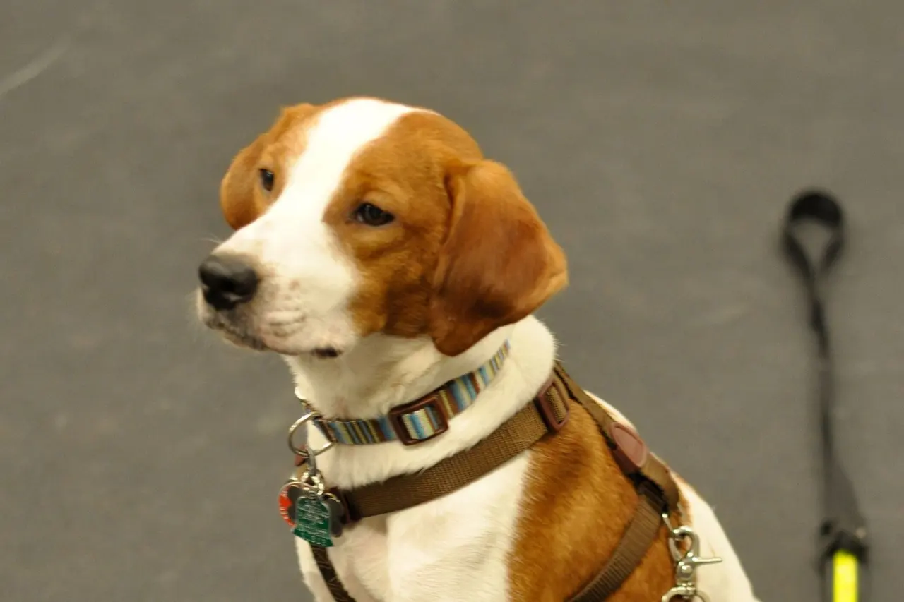 Cachorro branco e caramelo de orelhas caídas, sentado num piso cinza, de coleira listrada e peitoral marrom, com a guia preta e amarela solta no chão ao lado.